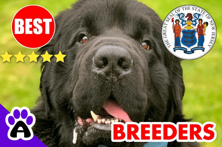 Newfoundland Puppies For Sale in New Jersey-2024 | Best Newfoundland Breeders in NJ