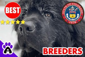 Newfoundland Puppies For Sale in Colorado-2024 | Best Newfoundland Breeders in CO