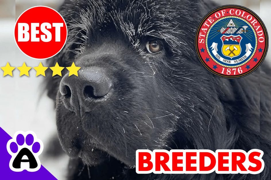 Newfoundland Puppies For Sale in Colorado-2024 | Best Newfoundland Breeders in CO