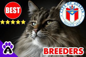 Maine Coon Kittens For Sale In Austin | Best Maine Coon Cat Breeders Austin TX
