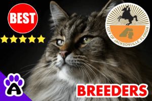 Maine Coon Kittens For Sale In Jacksonville Florida | Best Maine Coon Breeders Jacksonville FL
