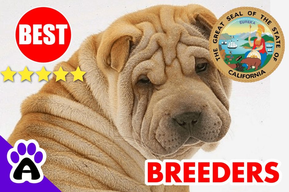 Shar-Pei Puppies For Sale in California-2023 | Best Shar-Pei Breeders in CA