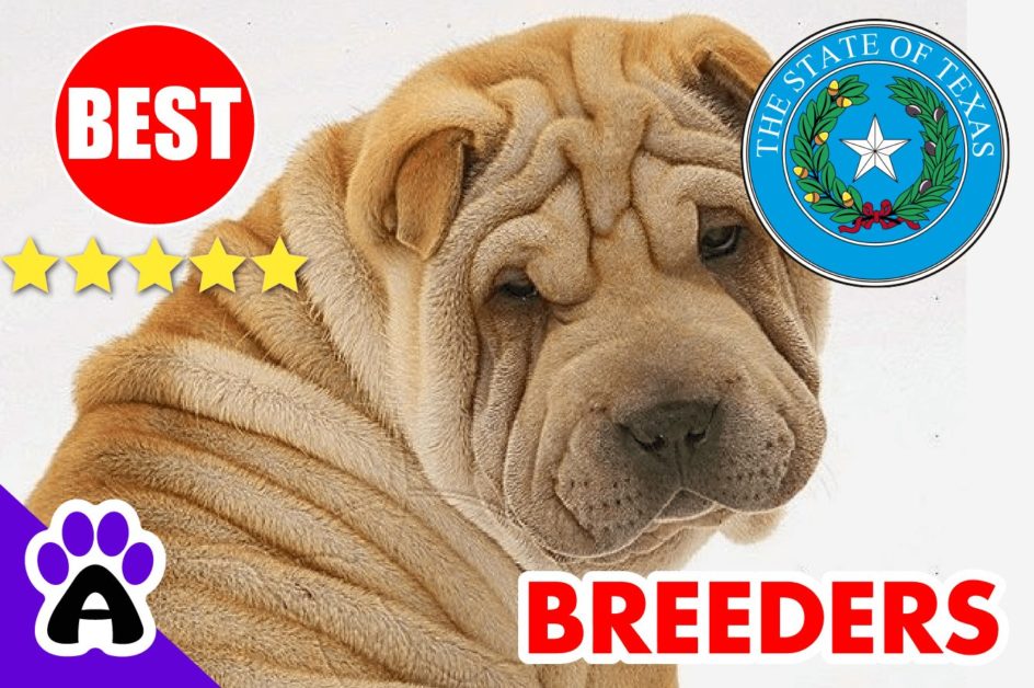 Shar-Pei Puppies For Sale in Texas 2022 | Best Shar-Pei Breeders in TX