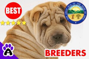 Shar-Pei Puppies For Sale in Ohio-2023 | Best Shar-Pei Breeders in OH
