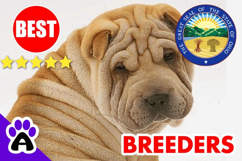 Shar-Pei Puppies For Sale in Ohio-2024 | Best Shar-Pei Breeders in OH