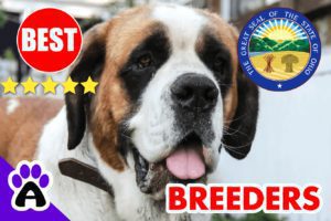 St. Bernard Puppies For Sale in Ohio 2022 | Best St. Bernard Breeders in OH