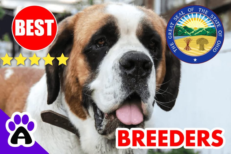 St. Bernard Puppies For Sale in Ohio-2023 | Best St. Bernard Breeders in OH
