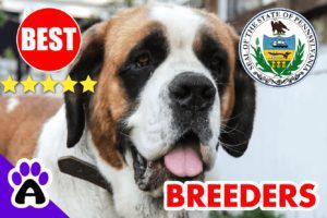 St. Bernard Puppies For Sale in Pennsylvania 2022 | Best St. Bernard Breeders in PA
