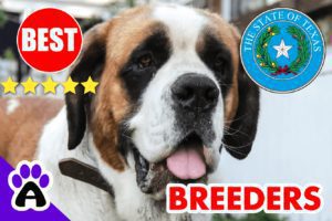 St. Bernard Puppies For Sale in Texas 2022 | Best St. Bernard Breeders in TX