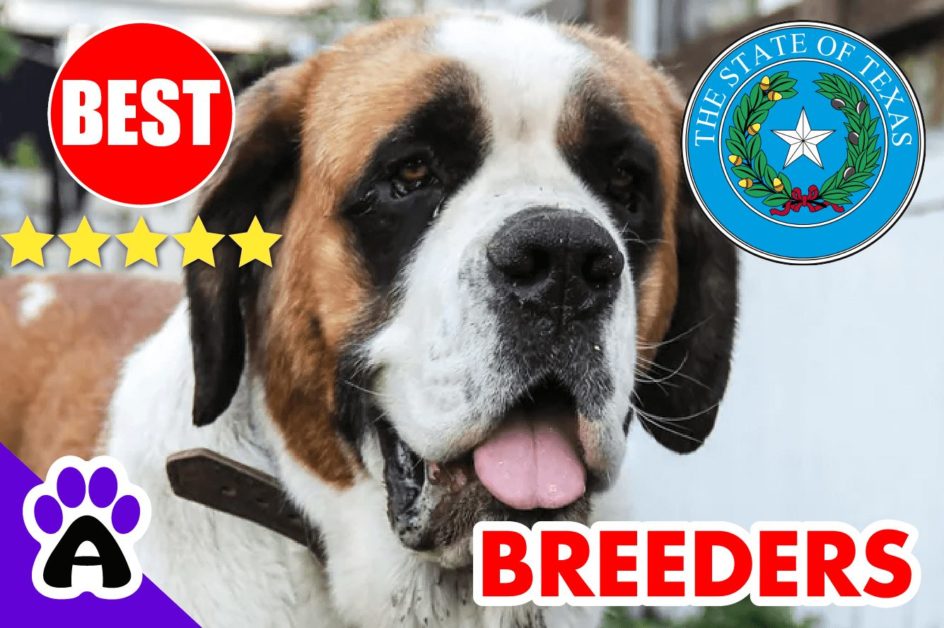 St. Bernard Puppies For Sale in Texas-2023 | Best St. Bernard Breeders in TX