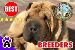 Shar-Pei Puppies For Sale in North Carolina 2022 | Best Shar-Pei Breeders in NC