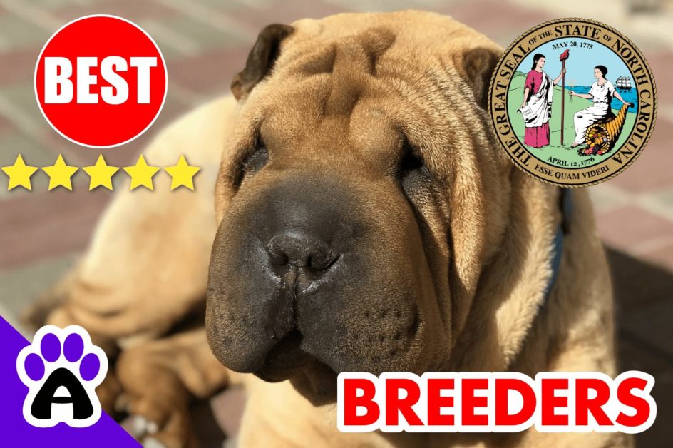 Shar-Pei Puppies For Sale in North Carolina-2023 | Best Shar-Pei Breeders in NC