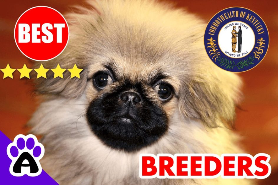 Pekingese Puppies For Sale Kentucky 2022 | Best Pekingese Breeders in KY