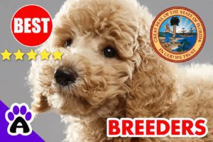 Poodle Puppies For Sale in Florida-2024 | Best Poodle Breeders in FL