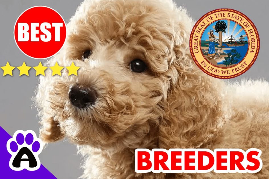 Poodle Puppies For Sale in Florida-2023 | Best Poodle Breeders in FL