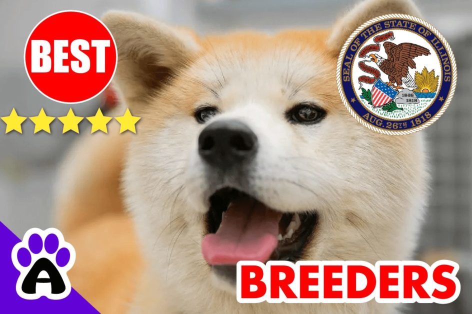 Shiba Inu Puppies For Sale Illinois 2022 | Best Shiba Inu Breeders in IL