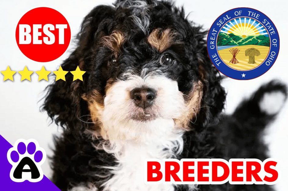 Bernedoodle Puppies For Sale in Ohio-2024 | Best Bernedoodle Breeders in OH