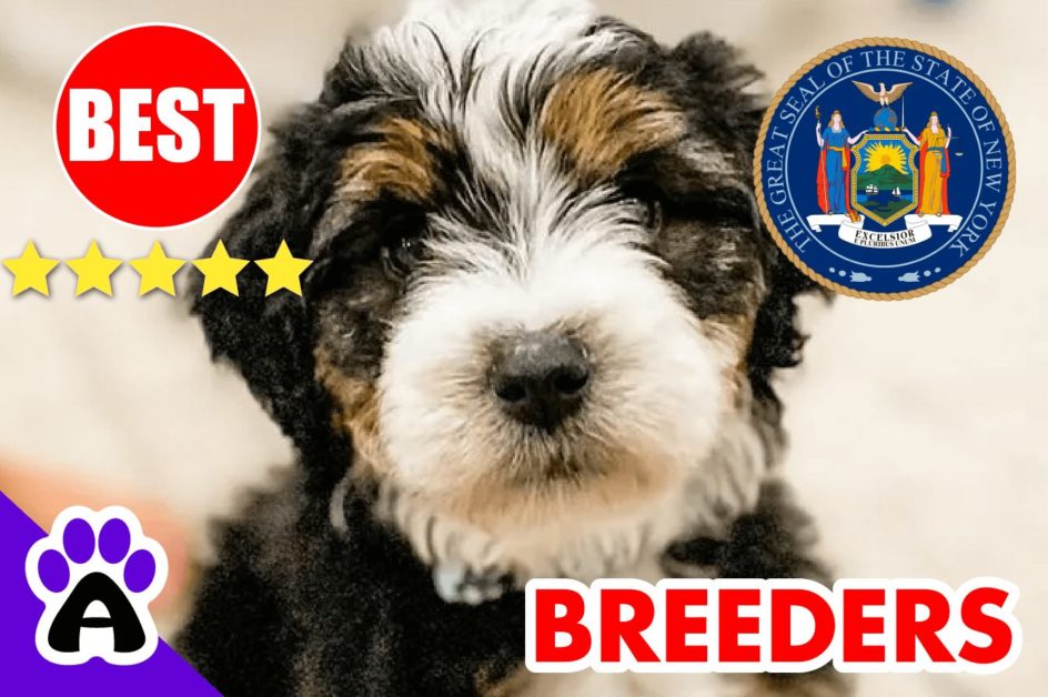 Bernedoodle Puppies For Sale in New York-2023 | Best Bernedoodle Breeders in NY