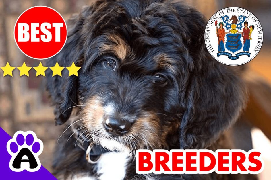 Bernedoodle Puppies For Sale in New Jersey 2022 | Best Bernedoodle Breeders in NJ