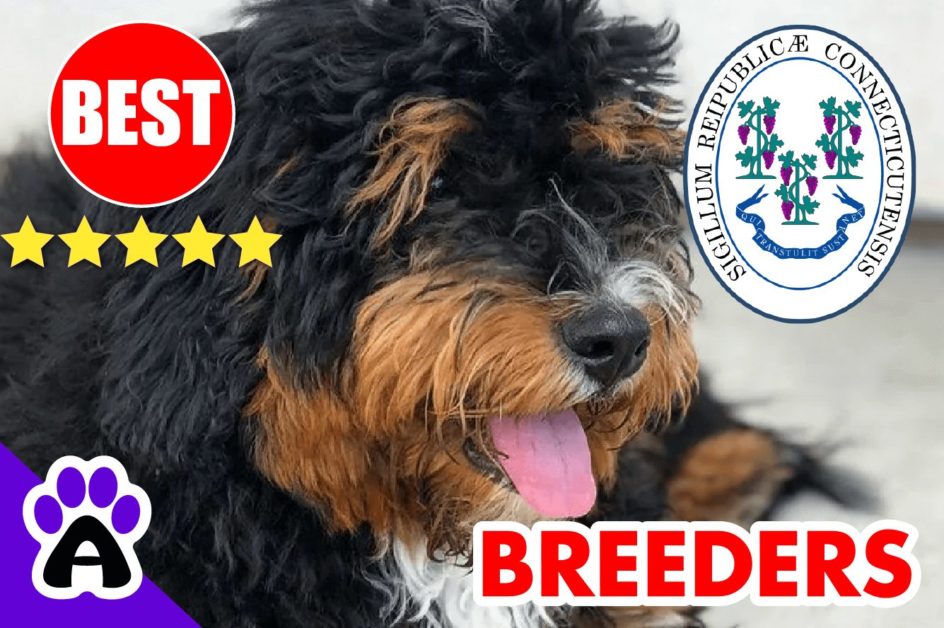 Bernedoodle Puppies For Sale in Connecticut 2022 | Best Bernedoodle Breeders in CT