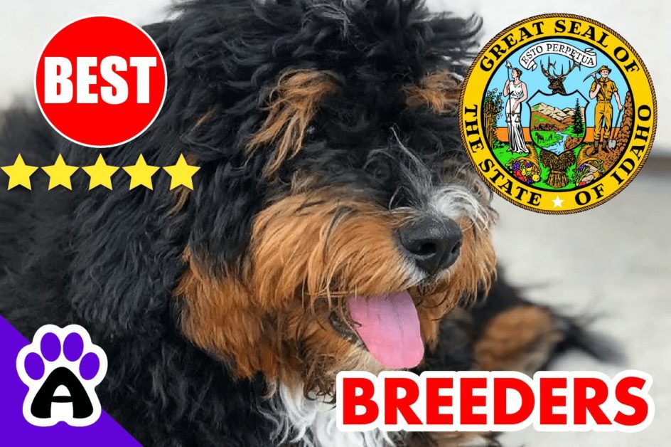 Bernedoodle Puppies For Sale in Idaho-2024 | Best Bernedoodle Breeders in ID