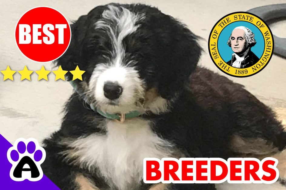 Bernedoodle Puppies For Sale in Washington-2023 | Best Bernedoodle Breeders in WA