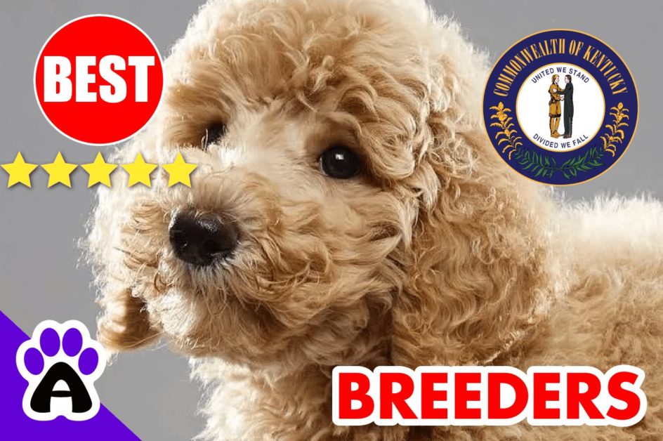 Poodle Puppies For Sale in Kentucky-2023 | Best Poodle Breeders in KY