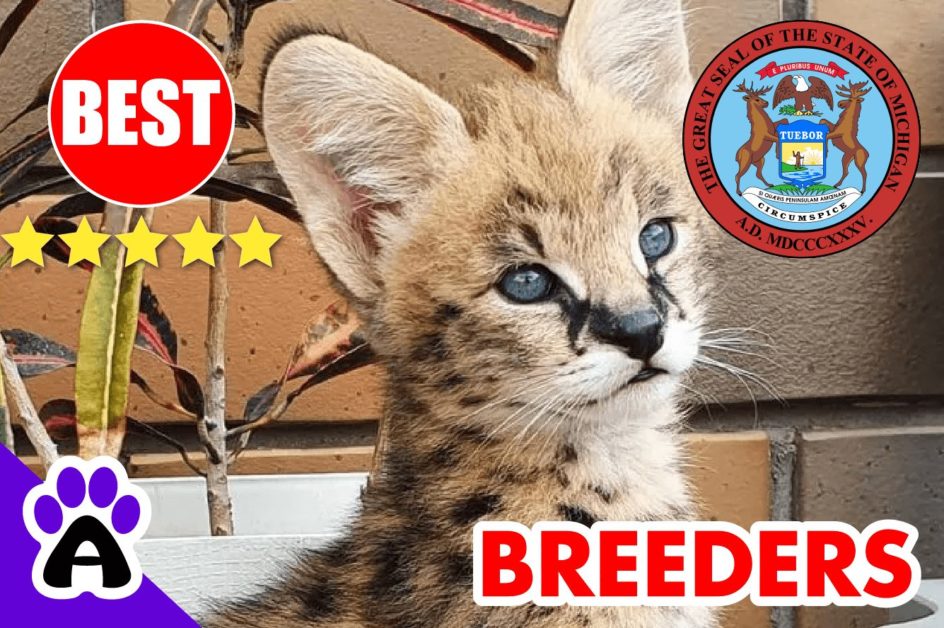 Savannah Cats For Sale in Michigan 2022 | Best Savannah Cat Breeders in MI