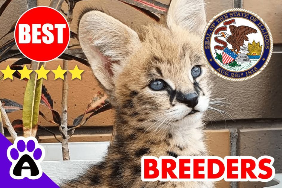 Savannah Cats For Sale in Illinois 2022 | Best Savannah Cat Breeders in IL