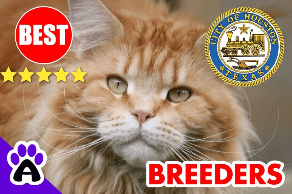 Maine Coon Kittens For Sale Houston-2023 | Best Reviewed Maine Coon Breeders near Houston TX