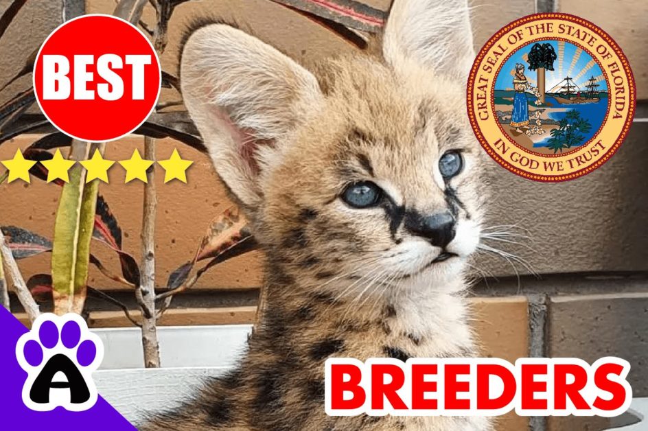 Savannah Cats For Sale in Florida 2022 | Best Savannah Cat Breeders in FL