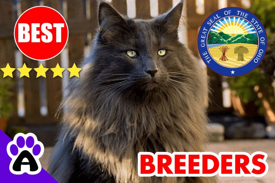 Norwegian Forest Cats For Sale Ohio-2024 | Best Norwegian Forest Cat Breeders in OH