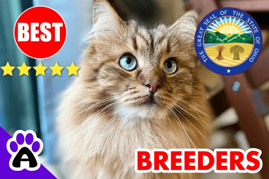 Siberian Cats For Sale Ohio-2024 | Best Siberian Cat Breeders in OH