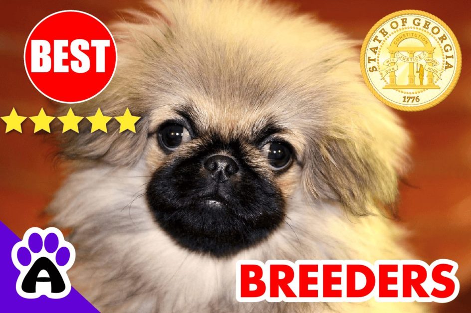 Pekingese Puppies For Sale Georgia 2022 | Best Pekingese Breeders in GA