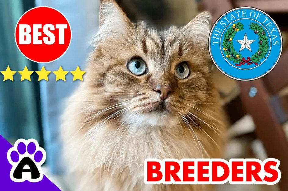 Siberian Cats For Sale Texas 2022 | Best Siberian Cat Breeders in TX