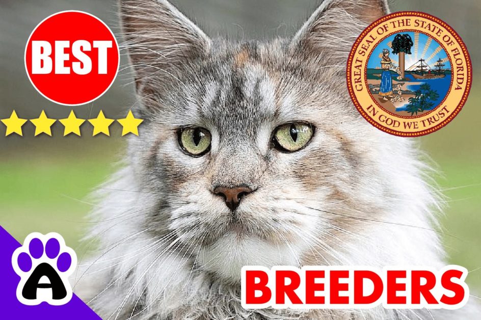 Norwegian Forest Cats For Sale Florida-2024 | Best Norwegian Forest Cat Breeders in FL
