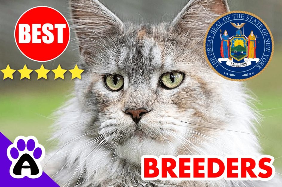 Norwegian Forest Cats For Sale New York-2024 | Best Norwegian Forest Cat Breeders in NY