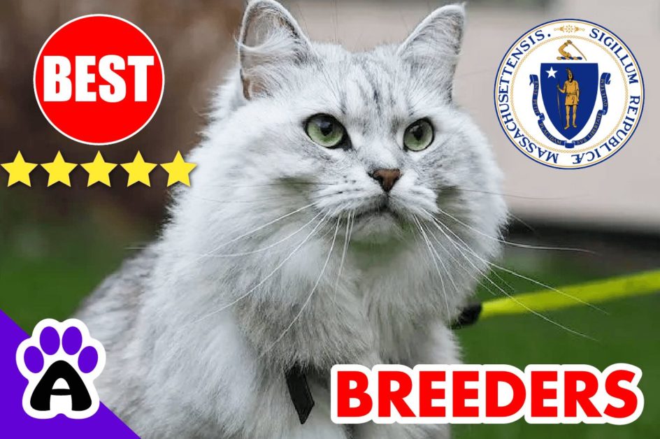 Siberian Cats For Sale Massachusetts 2022 | Best Siberian Cat Breeders in MA