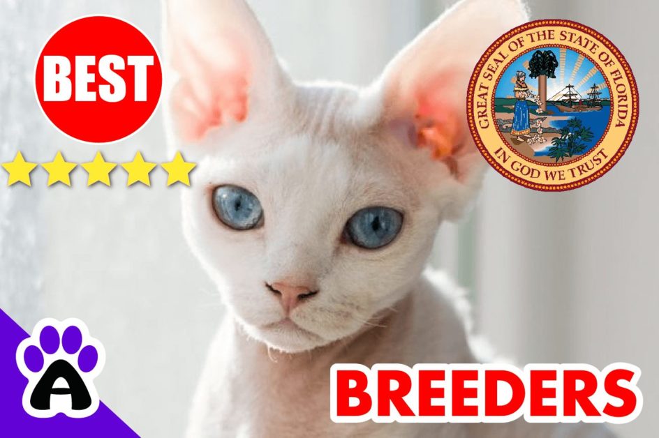 Devon Rex Kittens For Sale In Florida-2024 | Devon Rex Breeders In FL