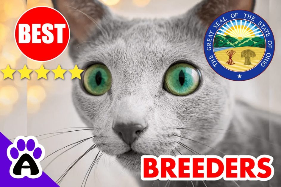 Russian Blue Kittens For Sale in Ohio-2024 | Russian Blue Breeders in OH