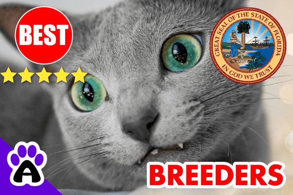Russian Blue Kittens For Sale in Florida 2022 | Russian Blue Breeders in FL