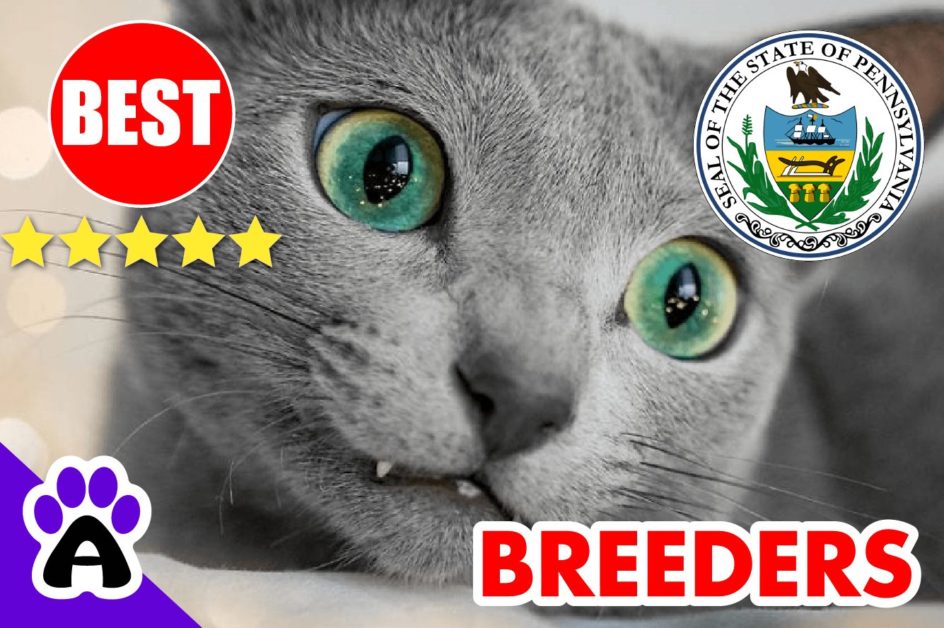 Russian Blue Kittens For Sale in Pennsylvania 2022 | Russian Blue Breeders in PA