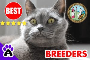 British Shorthair Kittens For Sale In North Carolina-2024 | British Shorthair Breeders In NC