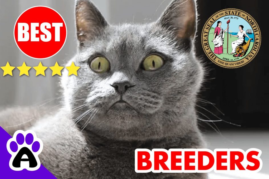 British Shorthair Kittens For Sale In North Carolina 2022 | British Shorthair Breeders In NC