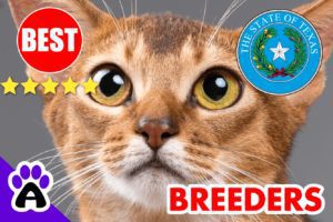Abyssinian Kittens For Sale in Texas-2024 | Best Reviewed Abyssinian Cat Breeders In TX