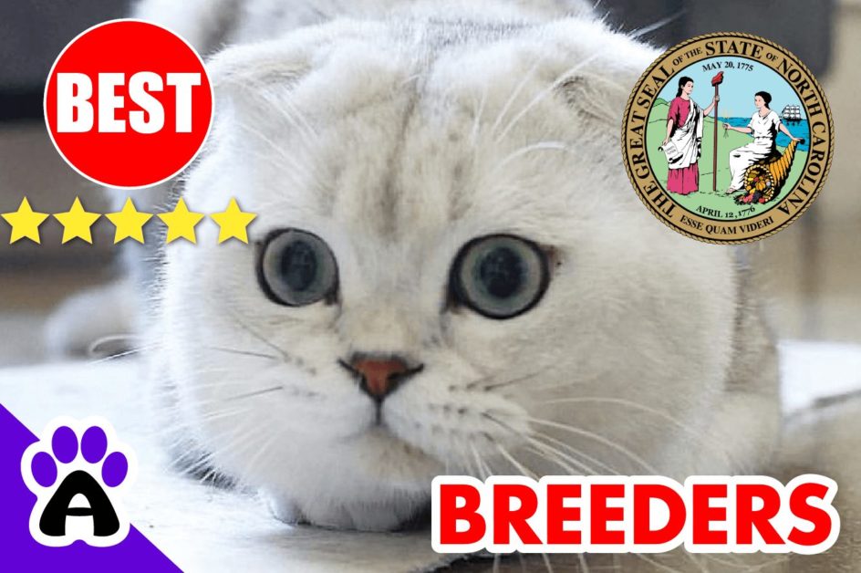 Scottish Fold Kittens For Sale In North Carolina 2022 | Scottish Fold Breeders In NC