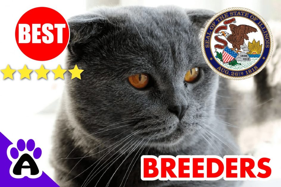 Scottish Fold Kittens For Sale in Illinois 2022 | Scottish Fold Breeders in IL