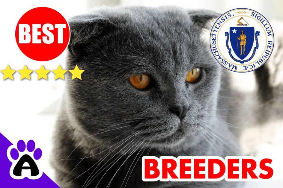 Scottish Fold Kittens For Sale in Massachusetts 2022 | Scottish Fold Breeders in MA