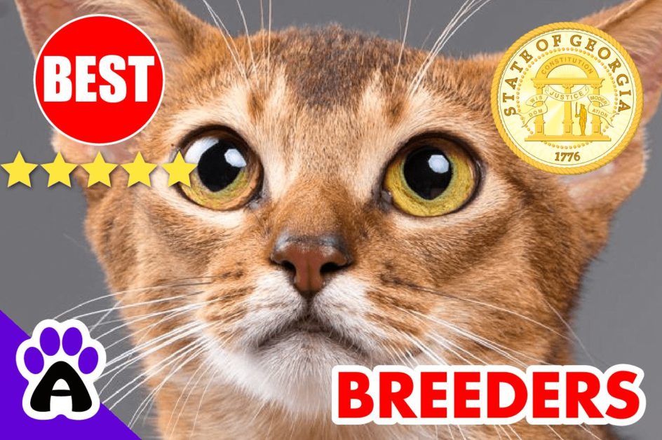 Abyssinian Kittens For Sale In Georgia-2023 | Best Reviewed Abyssinian Cat Breeders In GA