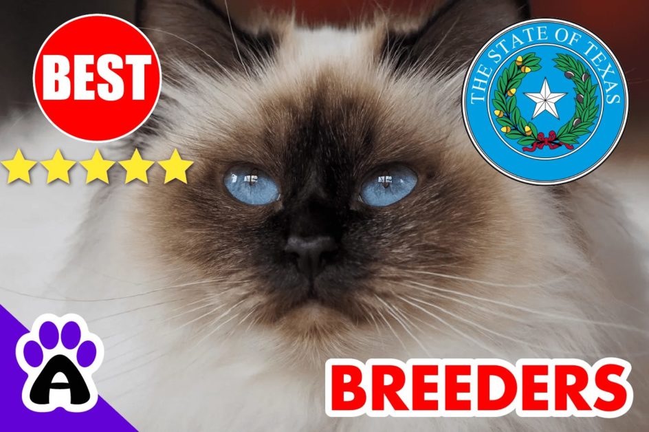 Birman Kittens For Sale In Texas 2022 | Best Reviewed Birman Cat Breeders In TX
